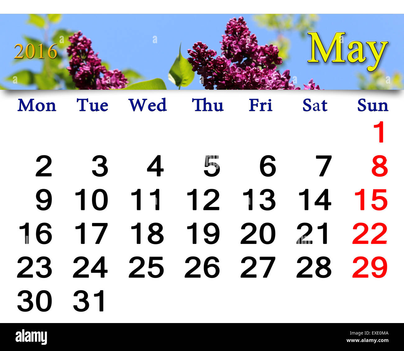 Calendario per il mese di maggio del 2016 con fiori di lilla. Il calendario per la stampa e utilizzo nella vita in ufficio. Foto Stock