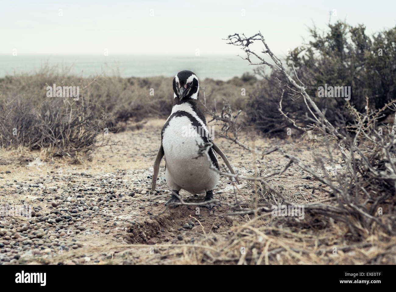 Penguin a Punta Tombo in Chubut Patagonia Foto Stock