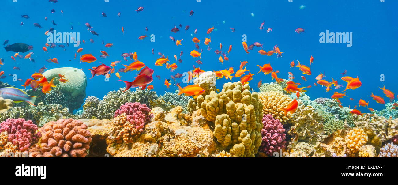 Mar Rosso, Egitto - vista subacquea di pesci e la barriera corallina Foto Stock