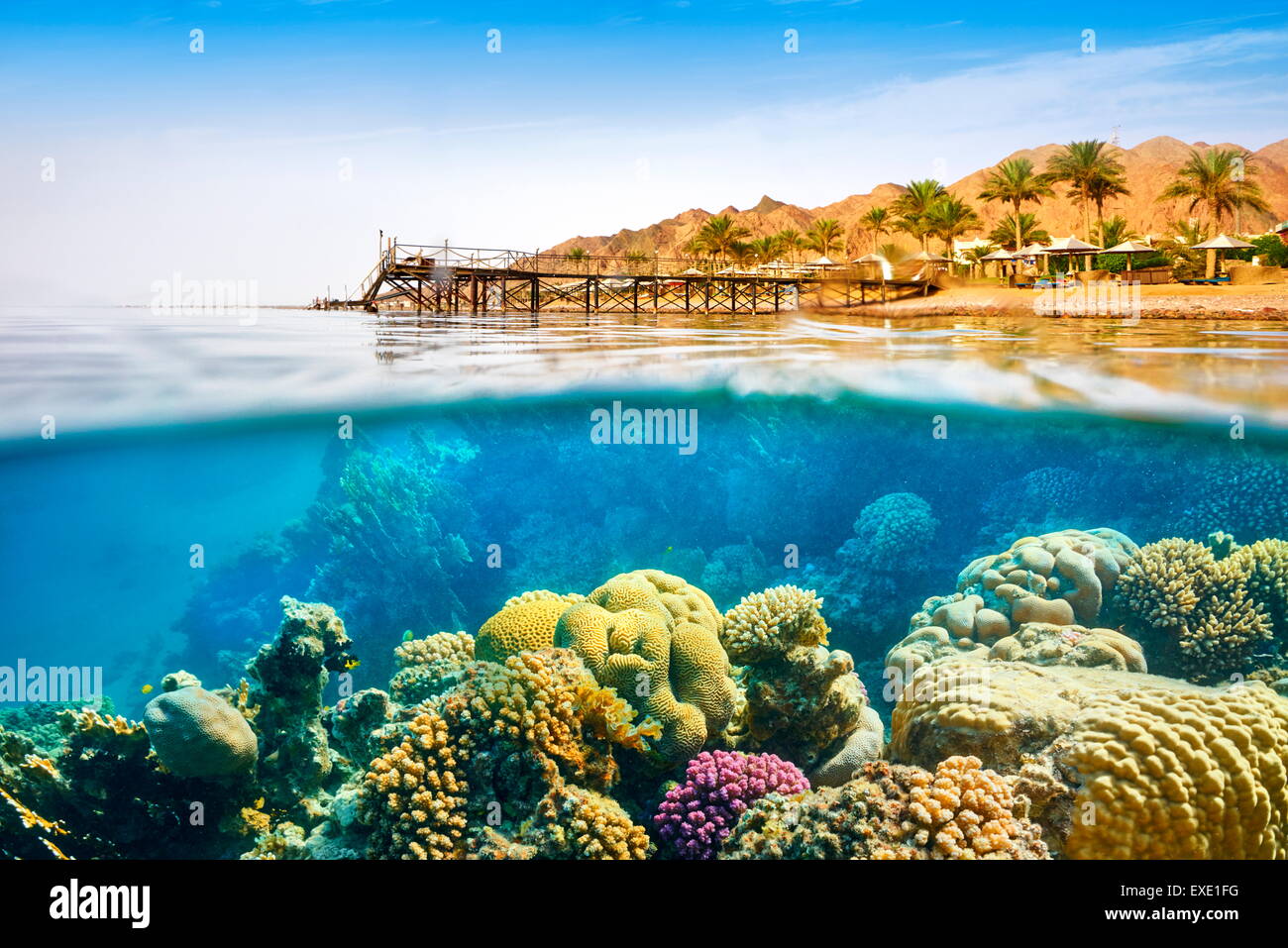 Vista subacquea, Coral reef, Dahab, Mar Rosso, Egitto Foto Stock
