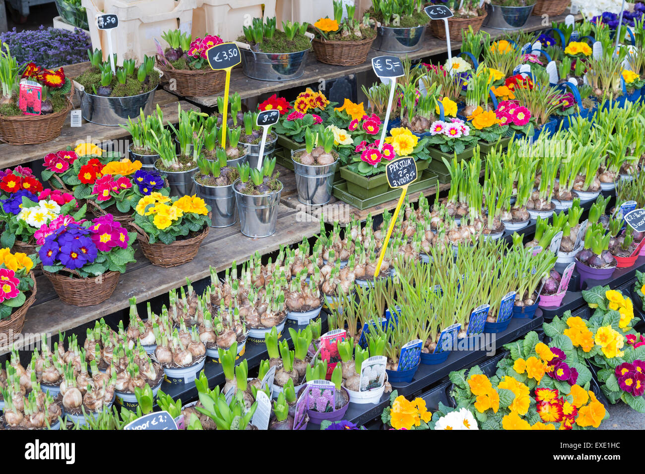 Supporto del mercato vendono vari freschi Fiori olandese su Marzo 06, 2013 nel centro di Utrecht, Paesi Bassi Foto Stock
