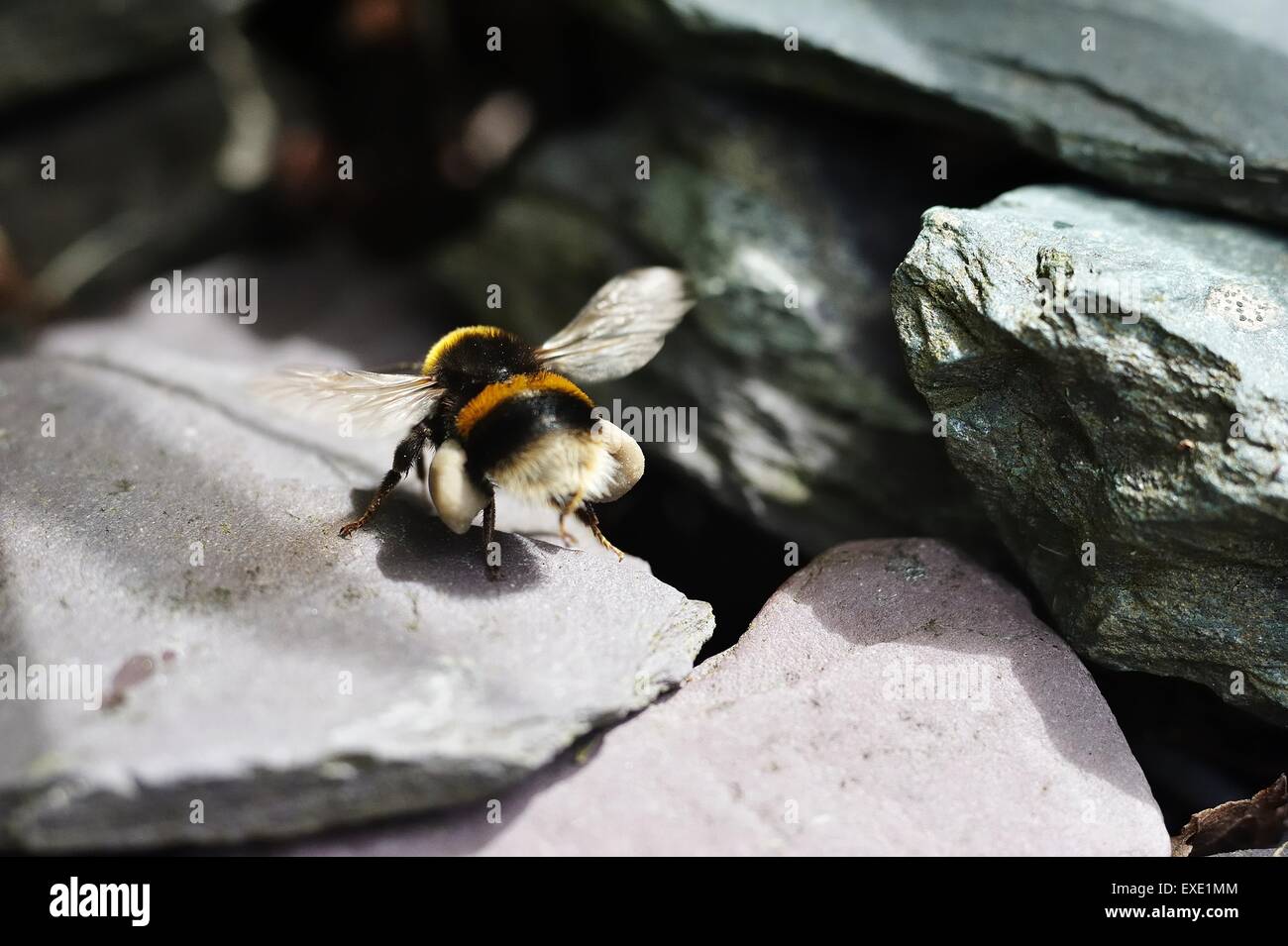 Bumble Bee con piena i sacchetti di polline Foto Stock