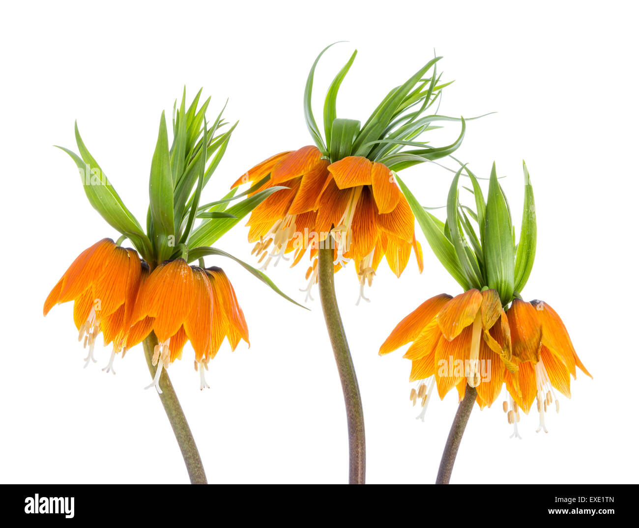 Tre orange corona imperiale (Fritillaria imperialis) isolato su sfondo bianco Foto Stock