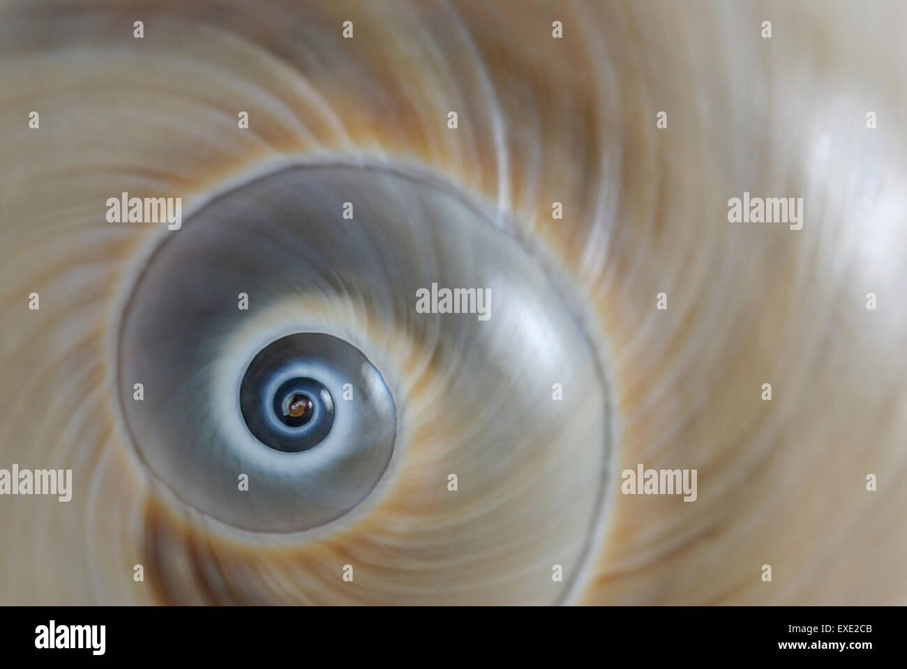 Il guscio a spirale di un Atlantic 'Moon Snail' Neverita duplicata, noto anche come uno squalo s eye Foto Stock