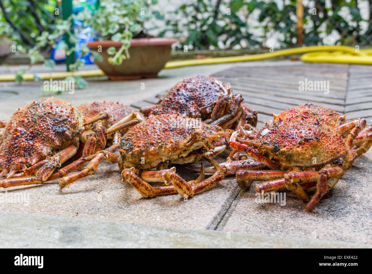 Close up spide granchi, Maja squinado Herbst: carapace, artigli e gambe Foto Stock