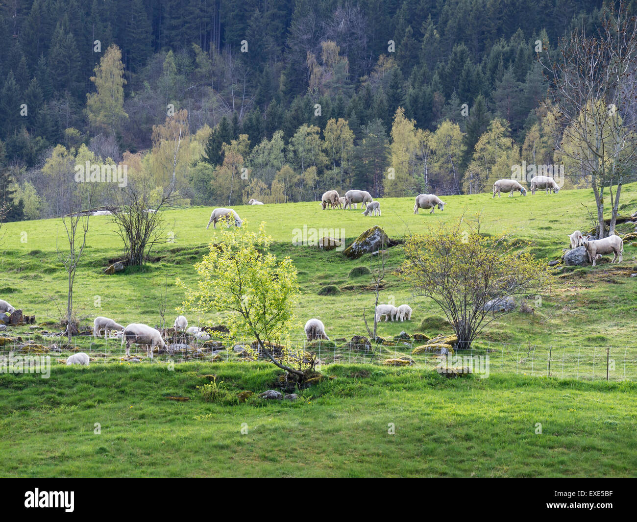 Ingrassaggio pecore sui prati di Dalen, villaggio all'Lustrafjord, un ramo interno del Sognefjord, Norvegia Foto Stock