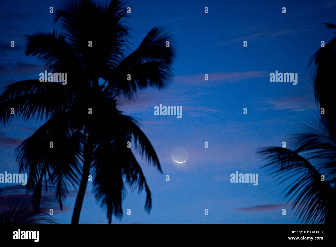 Luna su Palm tree in Naples, Florida Foto Stock