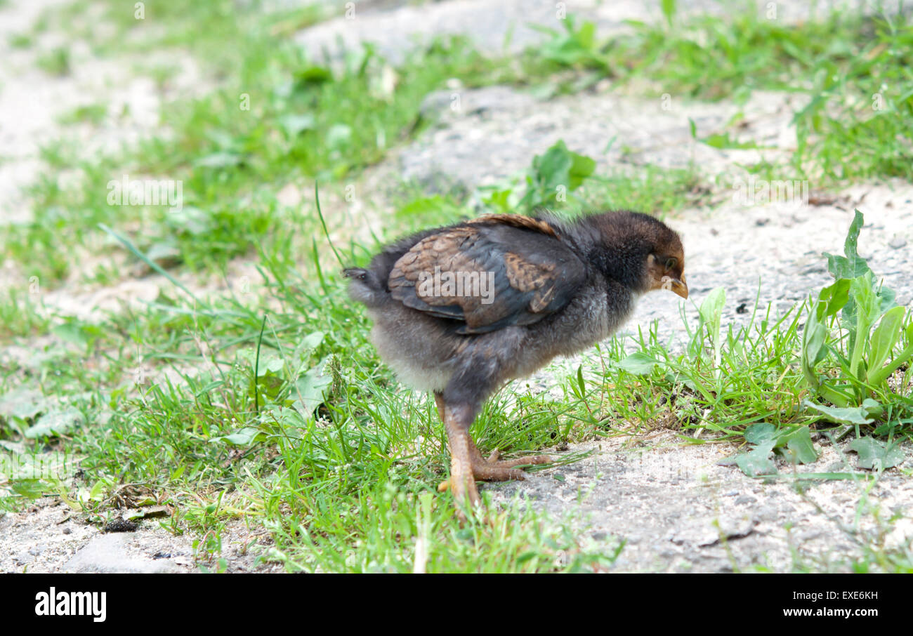 Pollo poco sull'erba Foto Stock