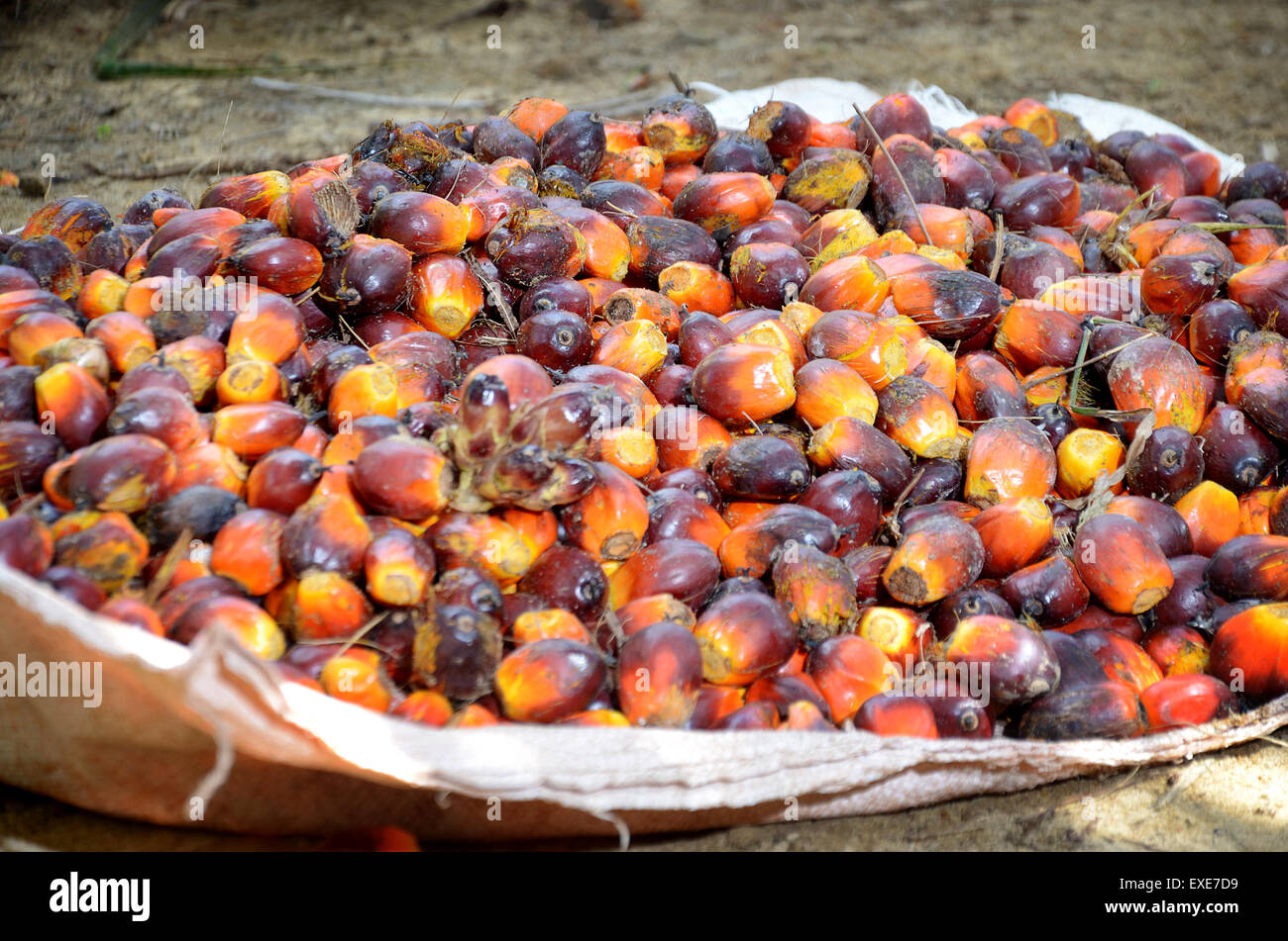 La raccolta di olio di palma frutta Foto Stock