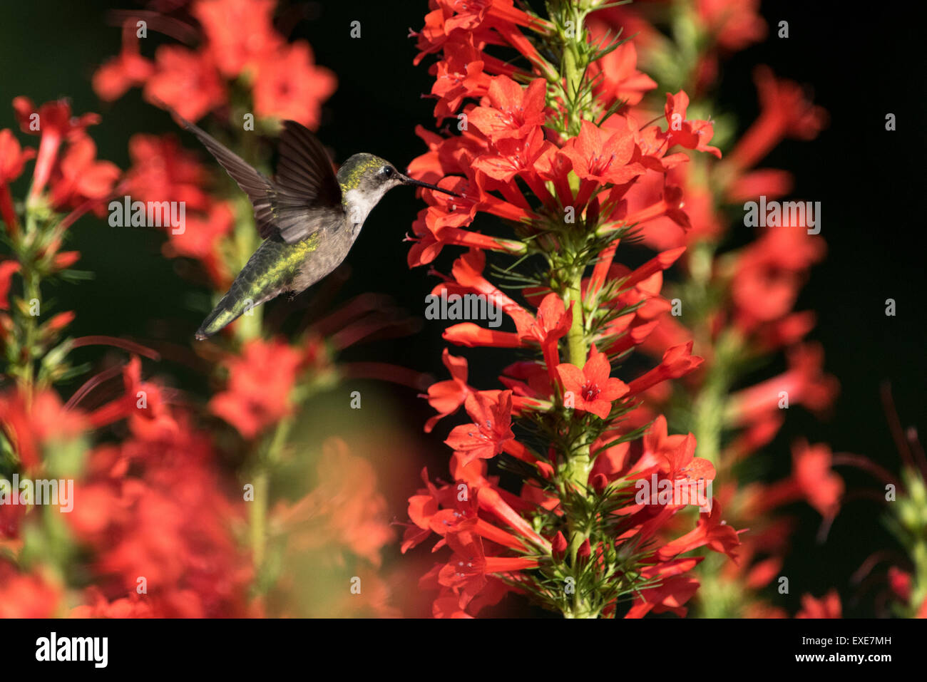 Femmina hummingbird Ruby-Throated (archilochus colubris) con piedi Cypress fiori (Ipomopsis rubra). Foto Stock