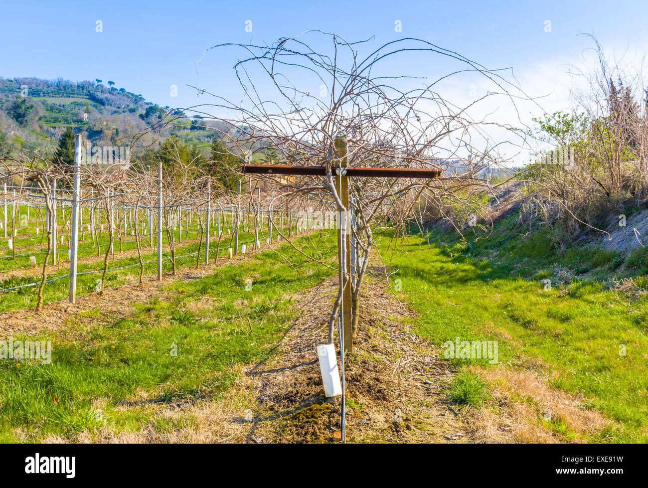 Campi di kiwi vigne disposte in righe secondo la moderna agricoltura Foto Stock