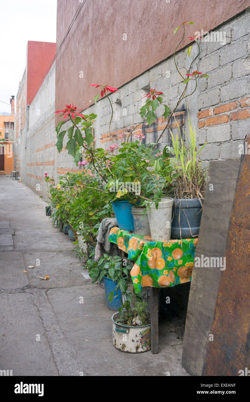 Graziosi fiori in vasche esposte su una tela cerata coperti da banco e da sul marciapiede illumina il lato di un vicolo tra gli edifici Foto Stock
