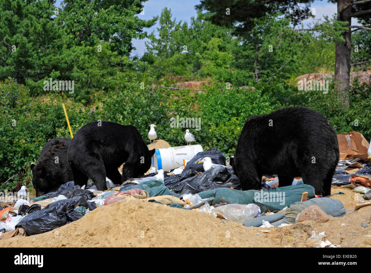 Gruppo di wild orsi neri alla ricerca di cibo in aperto di rifiuti domestici sito di dumping nel nord Ontairo, Canada Foto Stock