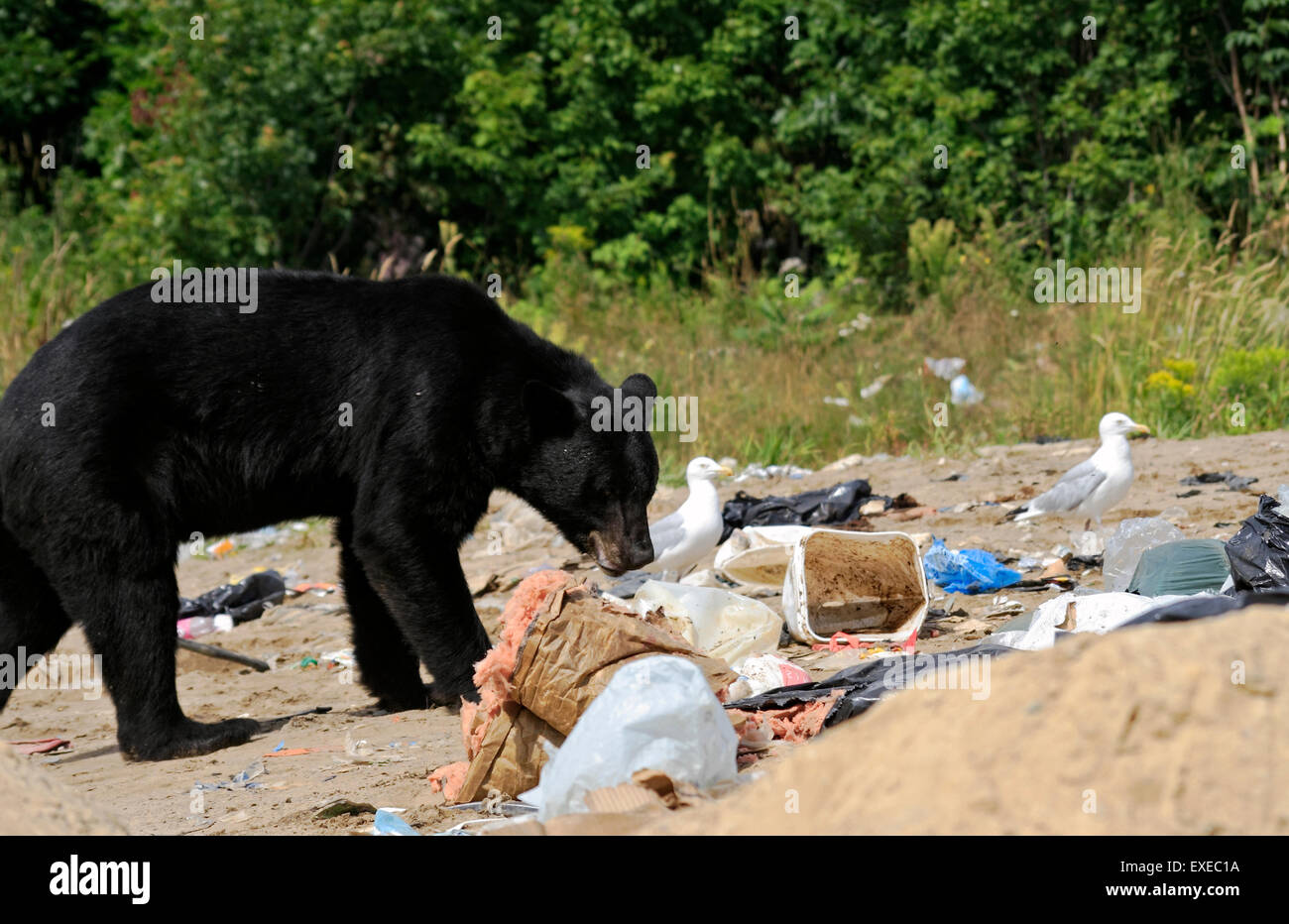 Wild black bear la ricerca di cibo nella discarica di rifiuti nel Nord Ontario, Canada Foto Stock