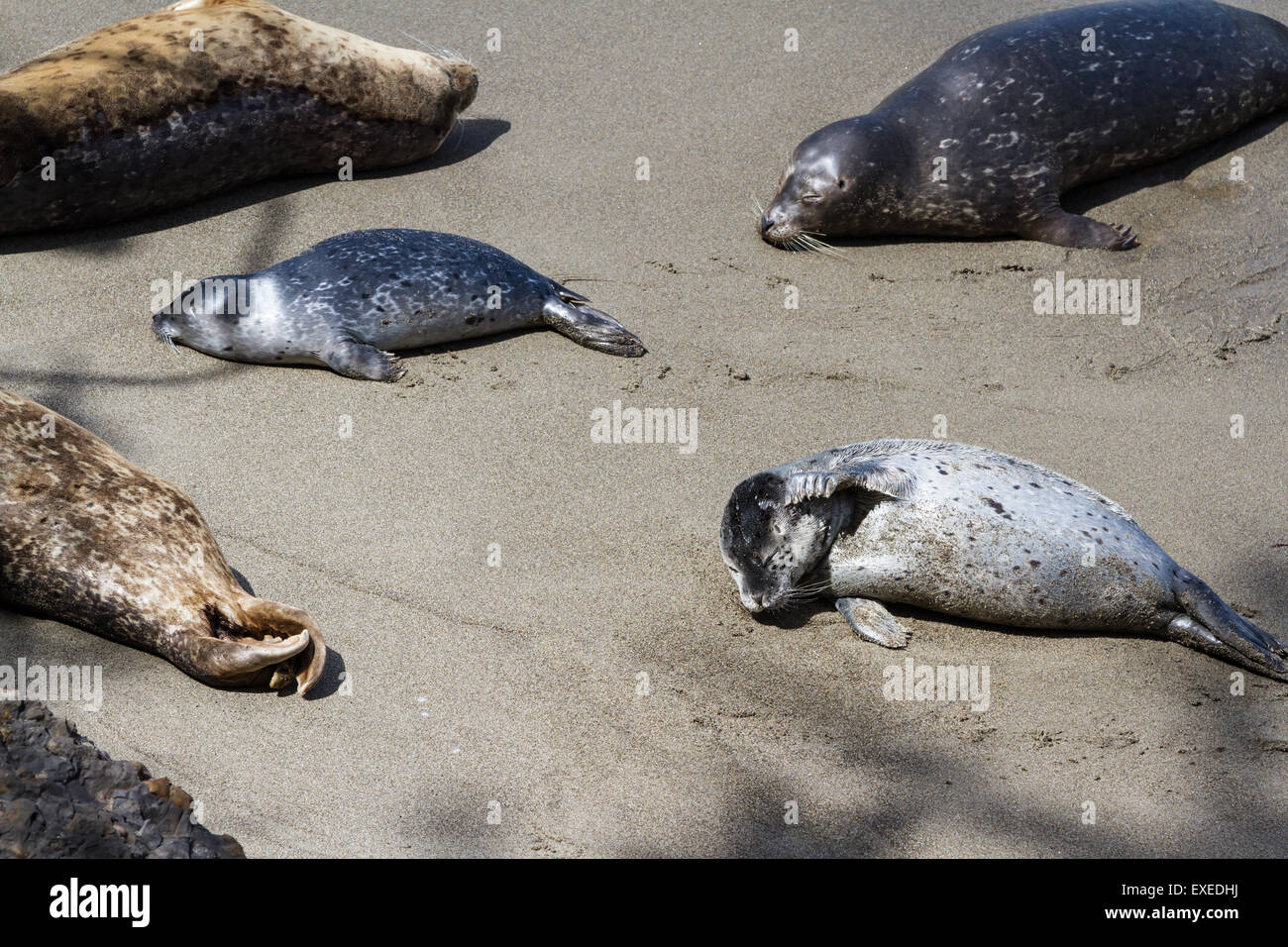 Adulto e bambino posa guarnizioni sulla sabbia godendo il sole sulla costa della California. Foto Stock