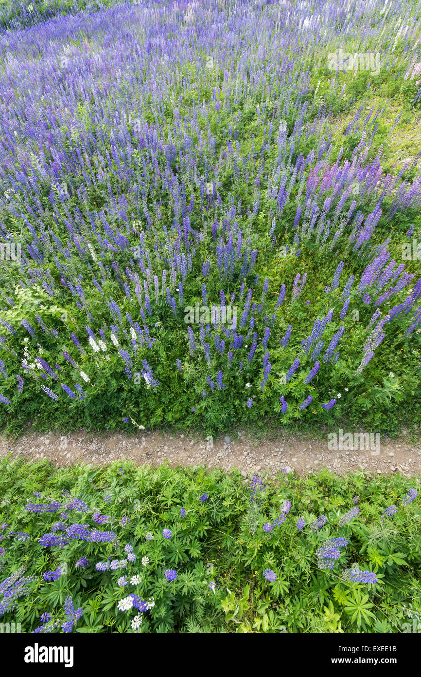 Il percorso stretto nel mezzo di un campo pieno di fiori di lupino, visto dal di sopra Foto Stock