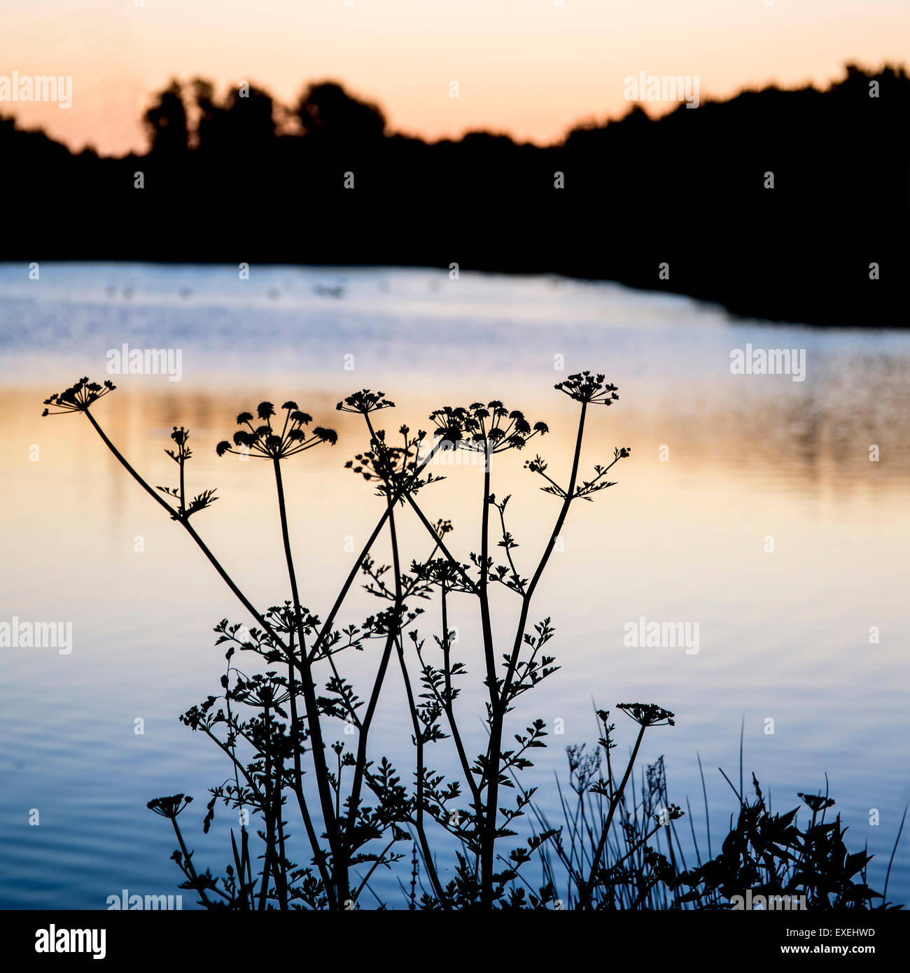 Sunrise silhouette paesaggio di fogliame sul lago di sunrise Foto Stock