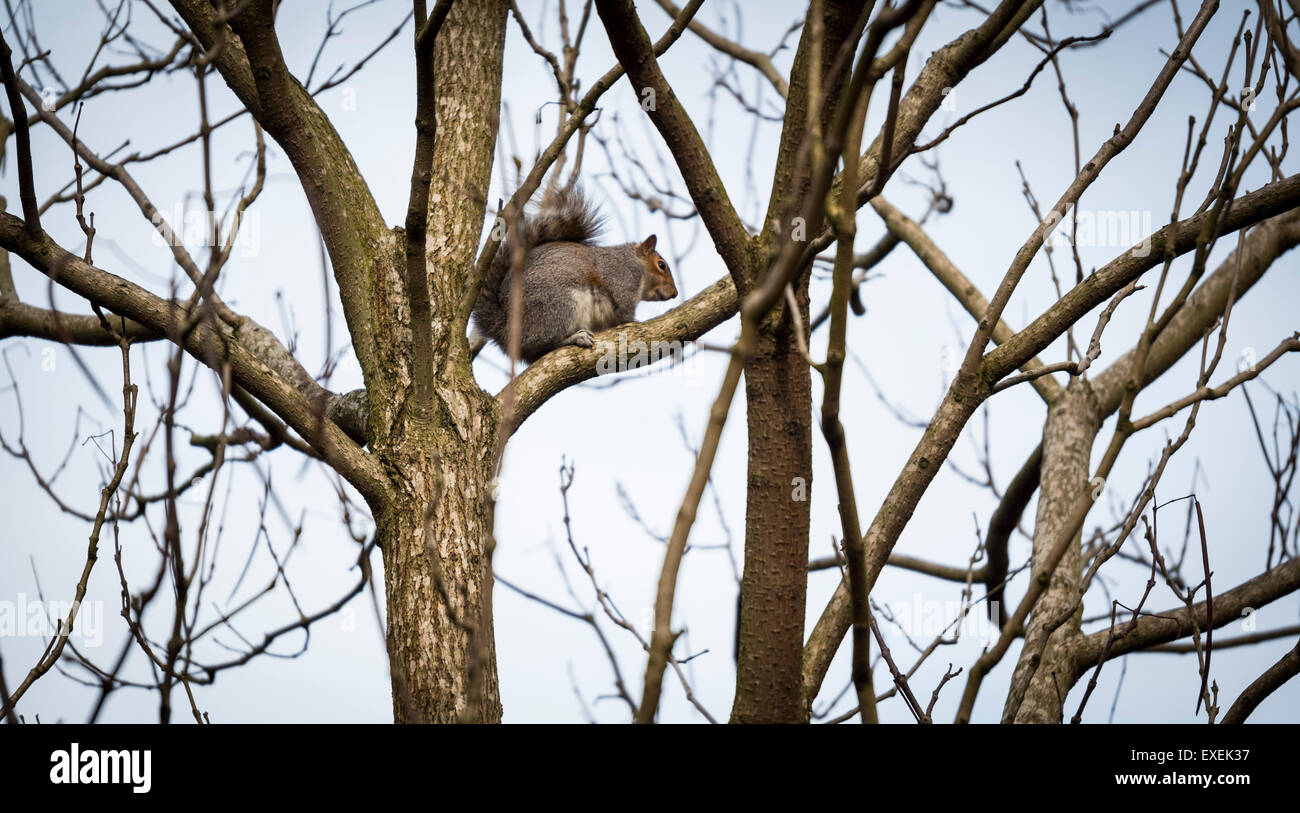 Lo scoiattolo in una struttura ad albero Foto Stock