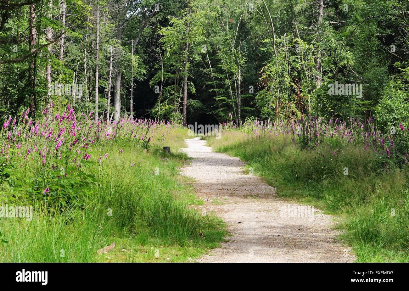 Via Bosco foderato con Foxgloves Foto Stock