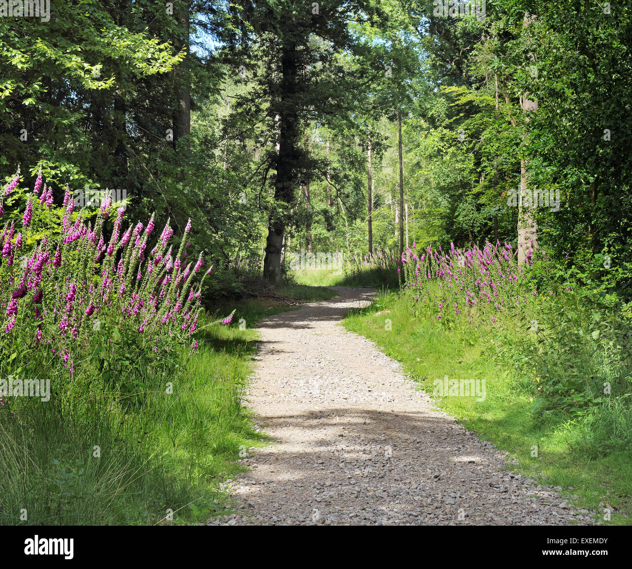 Via Bosco foderato con Foxgloves Foto Stock