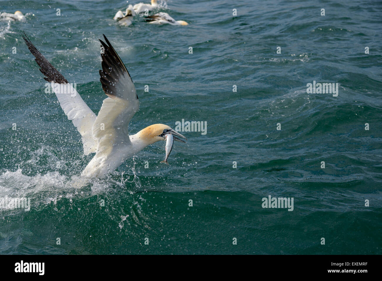 Un northern gannet decolla dalla superficie oceanica con un pesce di sgombri nel suo becco dopo aver immerso per pesci Foto Stock