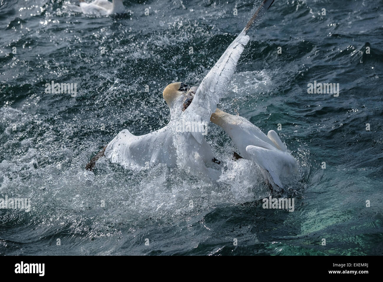 Due northern sule lotta su un pesce, schizzi l oceano della superficie del mare. Foto Stock