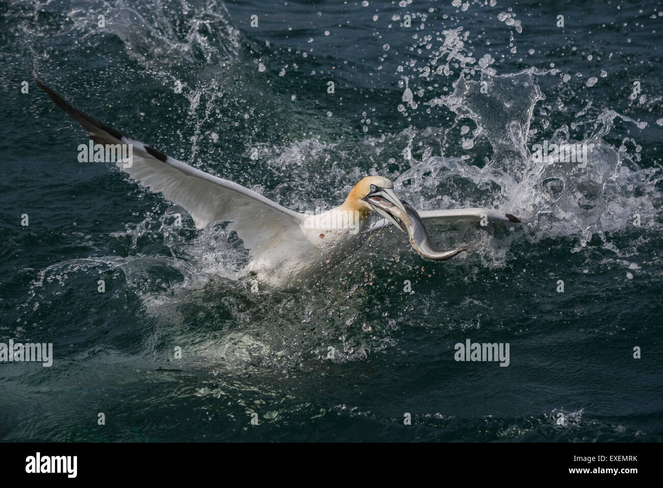 Un northern gannet superfici dopo le immersioni per pesce chummed sgombro nel Mare del Nord off Bempton Cliffs, East Yorkshire Foto Stock