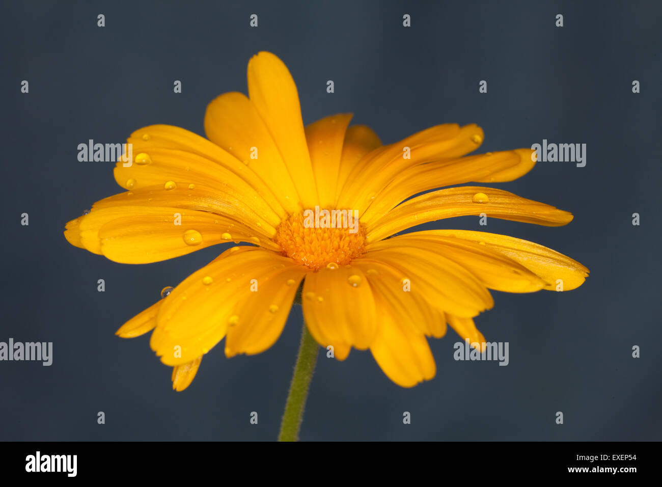 Fiore giallo su sfondo scuro completamente aperto su di un unico stelo con petali di grandi dimensioni con gocce d'acqua riposo dopo la pioggia. Foto Stock