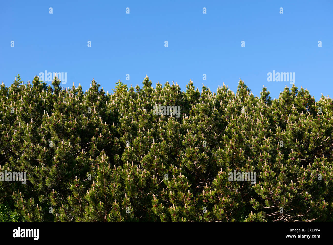 Pino mugo (Pinus mugo) alberi che crescono nella foresta di conifere habitat Monti dei Giganti, Krkonose Foto Stock