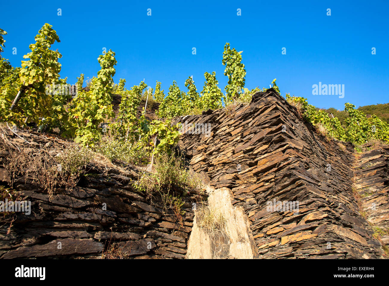 L'Europa, Germania, Renania-Palatinato, regione Eifel,vigneto presso il fiume Ahr vicino Mayschoss, grapevine in corrispondenza di un lato di una collina pavimentata con Foto Stock