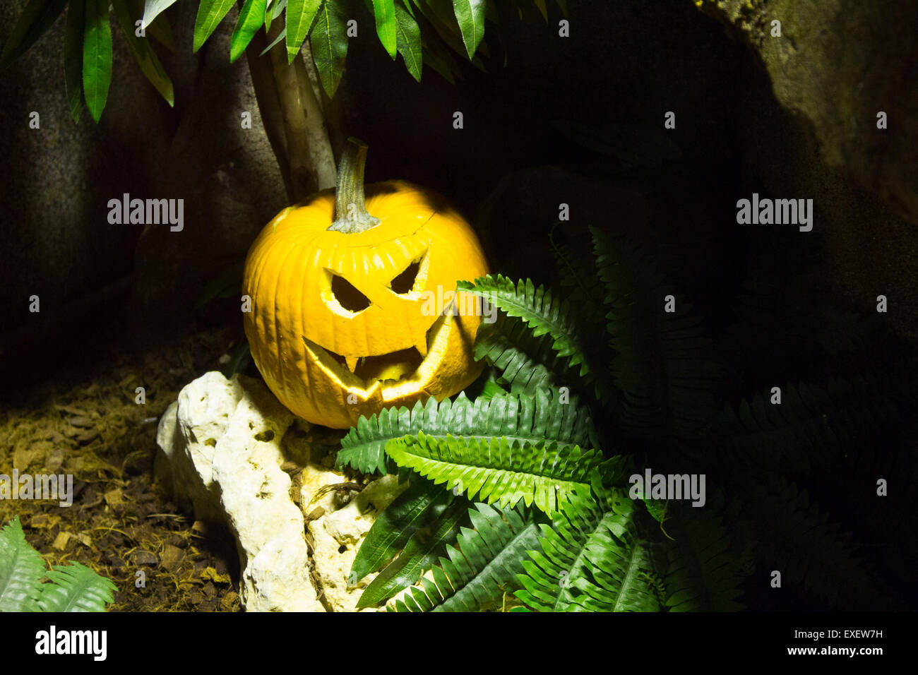 Creepy Zucca di Halloween party in mezzo alla vegetazione Foto Stock