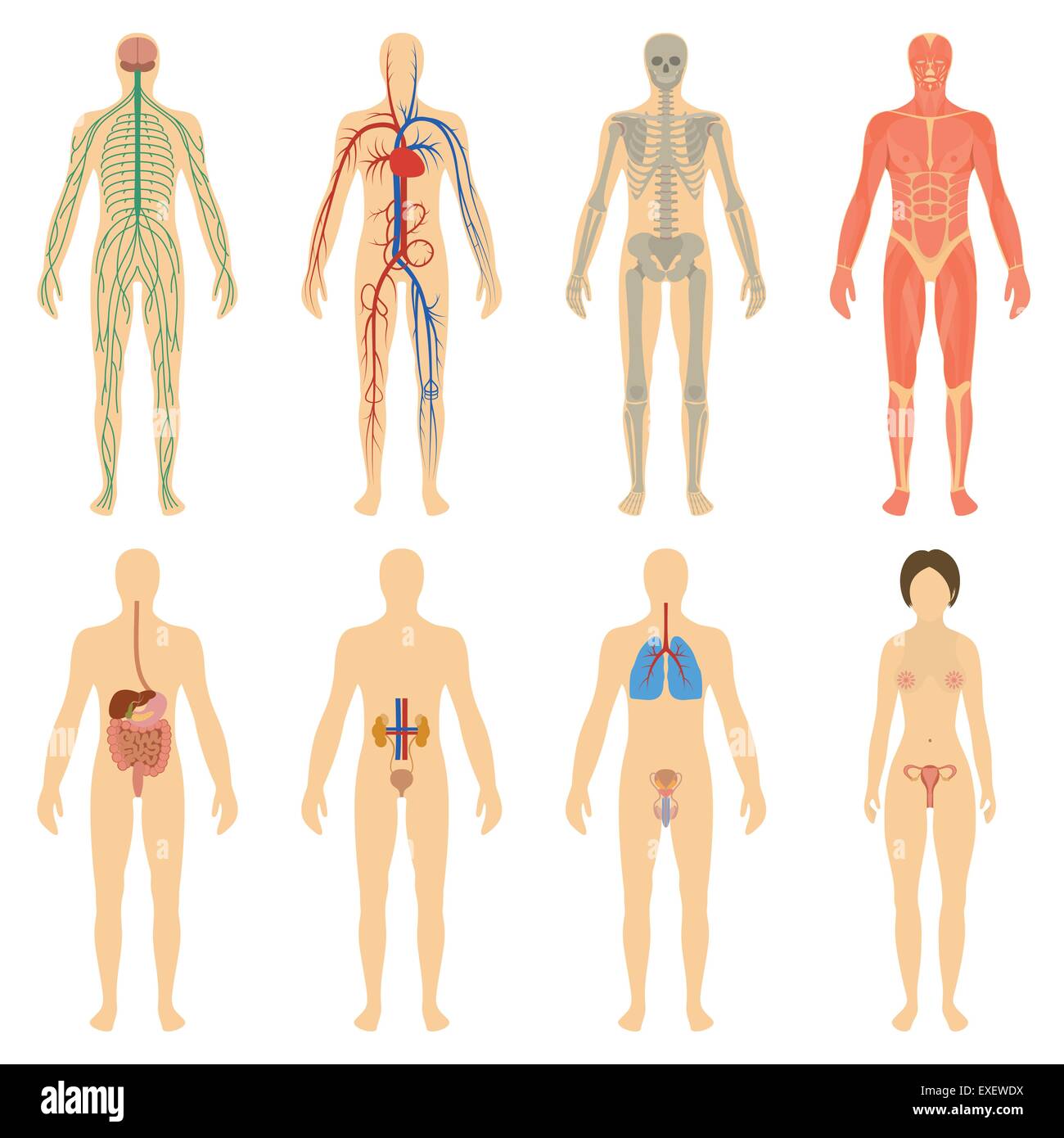 Insieme di organi umani e i sistemi del corpo vitalità. Nervoso, circolatorio, scheletro, muscolare, digestivo, respiratorio. Illustrazione Vettoriale