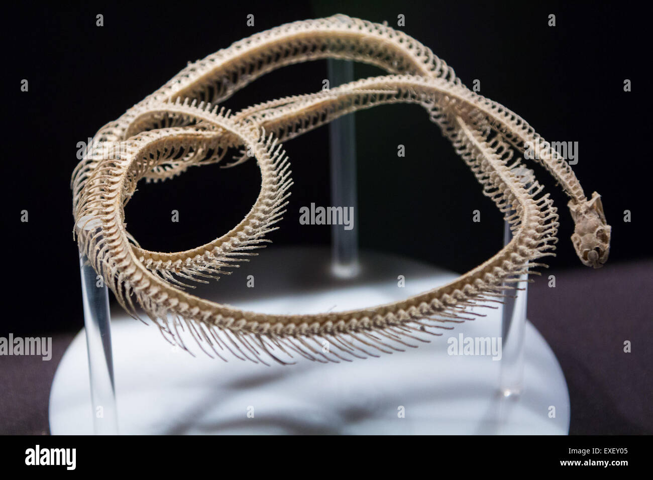 Scheletro completo snake Foto Stock