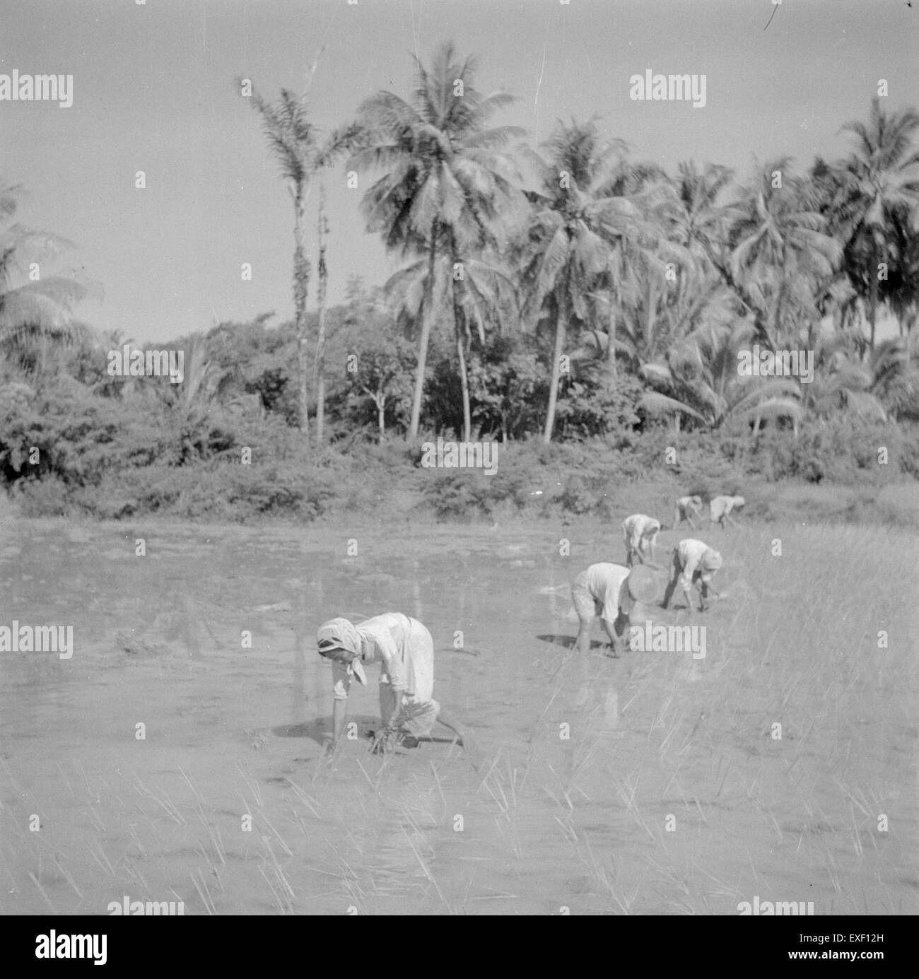 Donne che piantano riso in un sawah (risaia). Questa attività agricola tradizionale è una parte essenziale della coltivazione del riso in molti paesi del sud-est asiatico, in particolare in Indonesia. Foto Stock