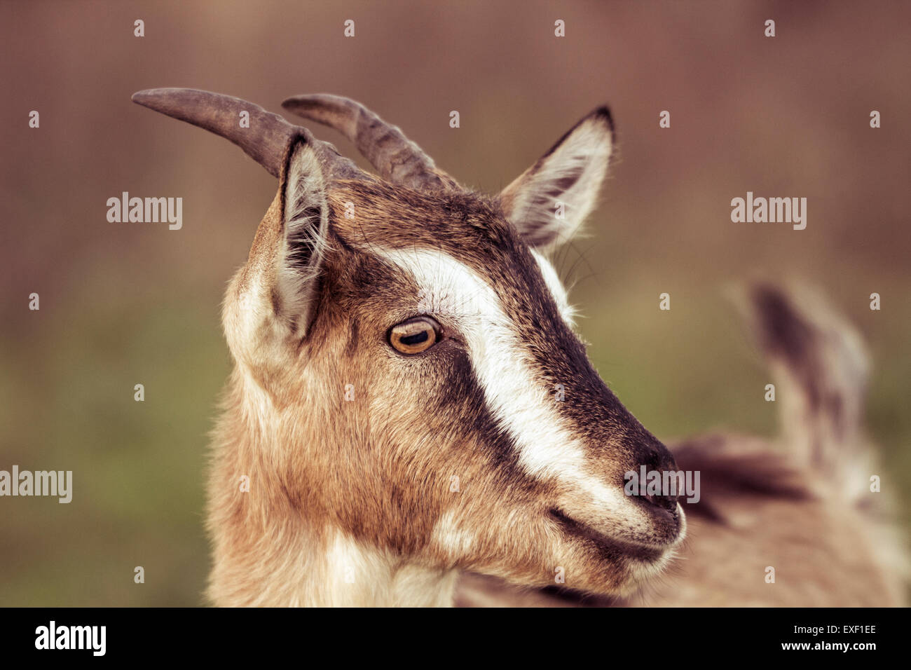 Capra cercando qualcuno Foto Stock