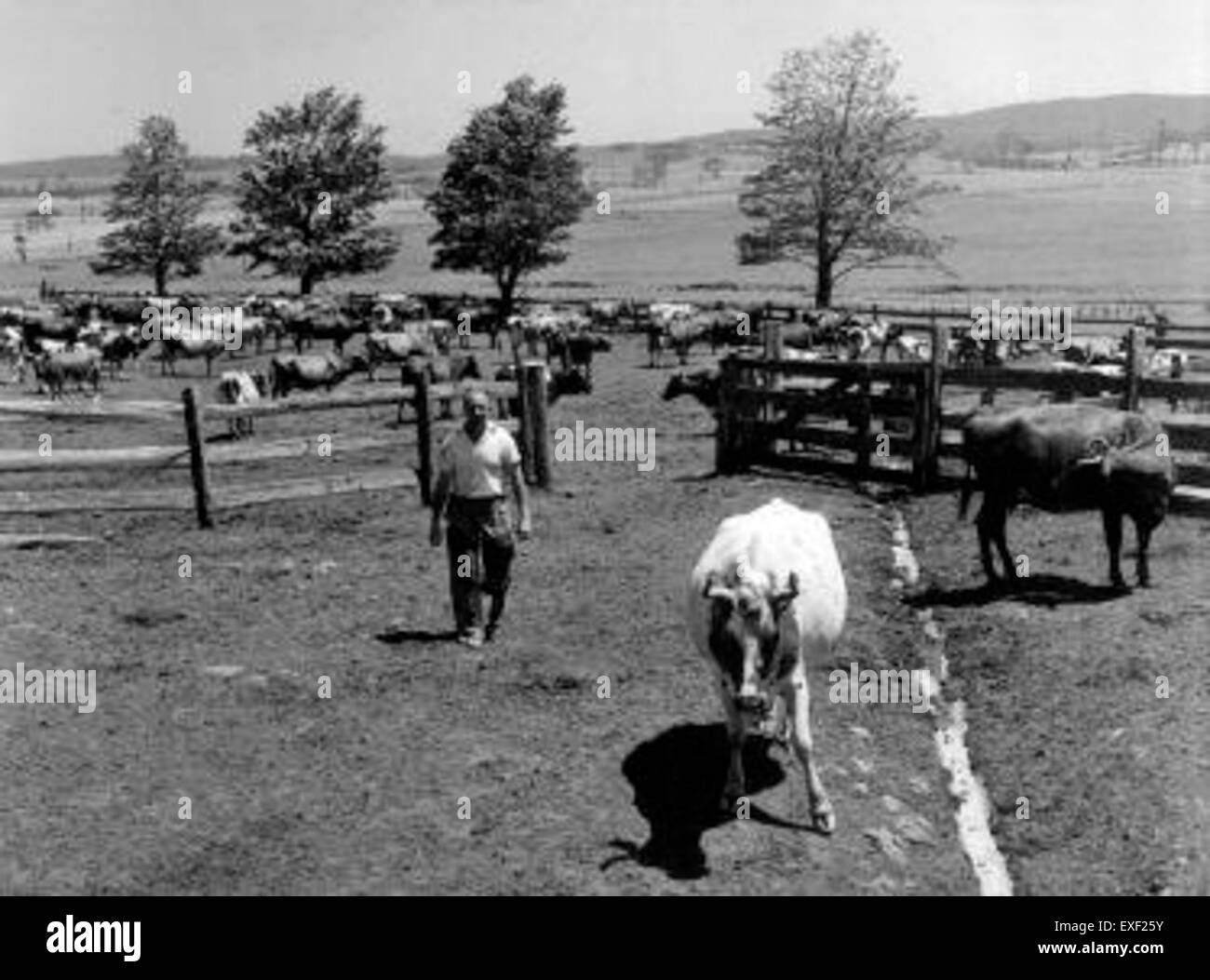 Questa immagine illustra un contadino migrante olandese in Australia, raffigurante le sfide e lo stile di vita dei coloni che si trasferirono nell'entroterra australiano nel XIX secolo. Essa mette in evidenza la transizione agricola e l'adattamento culturale nel nuovo mondo. Foto Stock