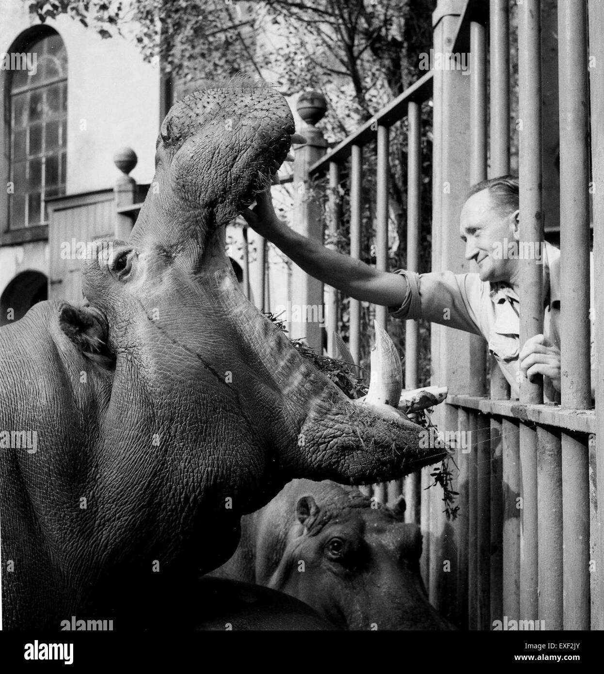 Questa opera d'arte di Jan van Keulen mostra un custode di animali che pulisce la bocca di un ippopotamo. Il dipinto è una rappresentazione dettagliata della cura e dell'attenzione richieste per mantenere gli animali dello zoo, mostrando l'abilità dell'artista nel catturare sia le figure animali che quelle umane con precisione. Foto Stock