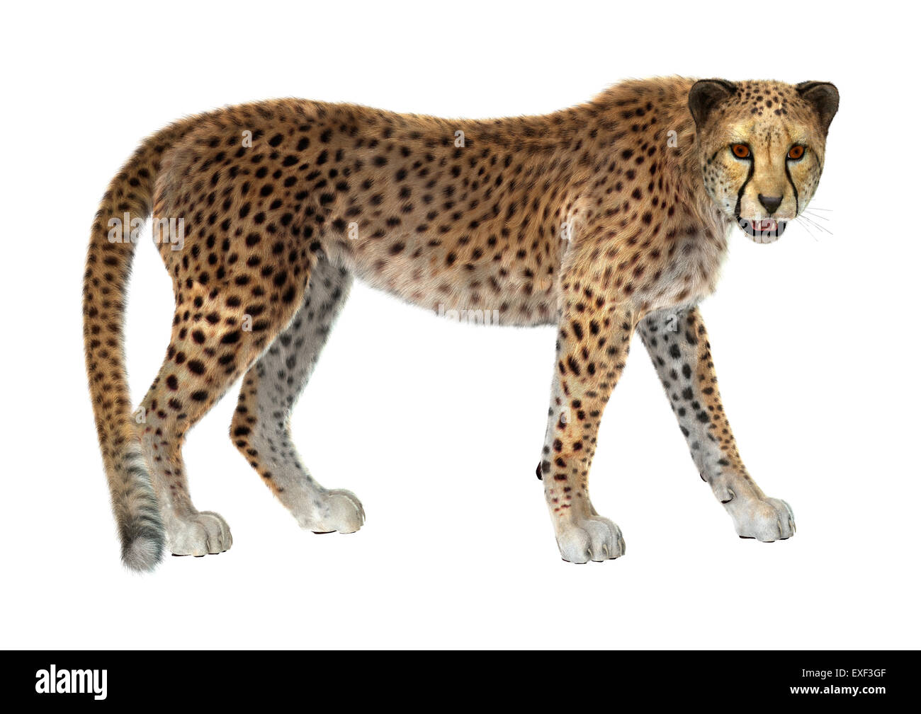 3D render digitale di un gatto grande cheetah isolati su sfondo bianco Foto Stock