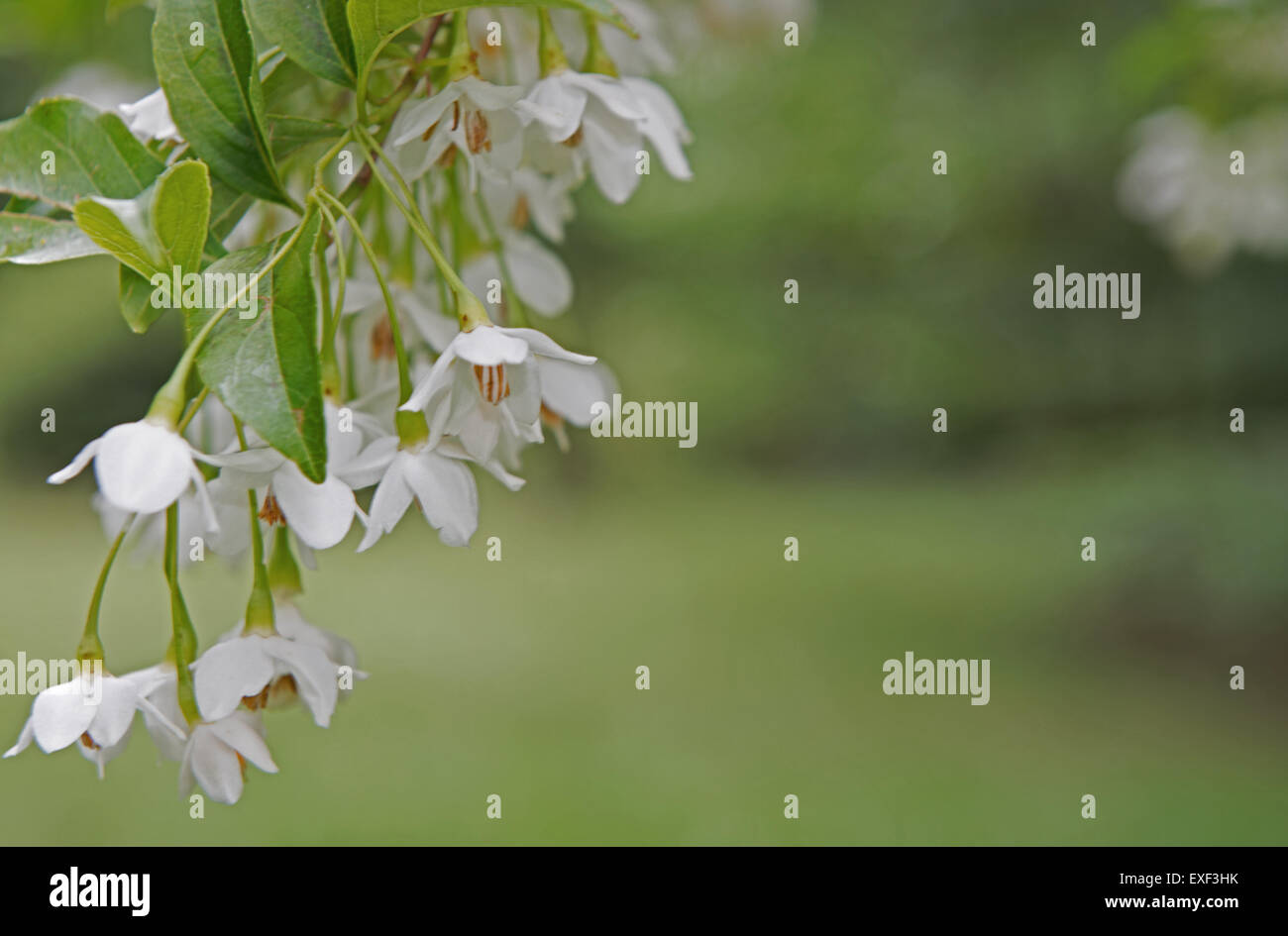 Styrax japonica Styracaceae () Foto Stock