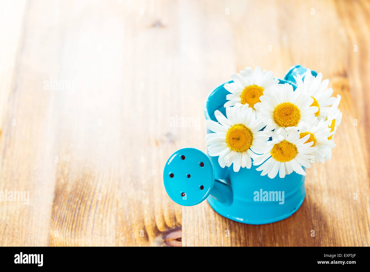 I fiori di camomilla in un piccolo blu annaffiatoio Foto Stock
