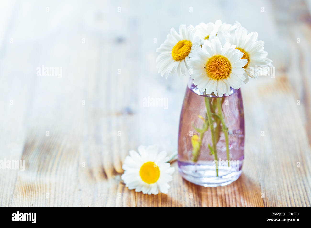 Mazzo di fiori di camomilla in un piccolo bottiglie in vetro Foto Stock