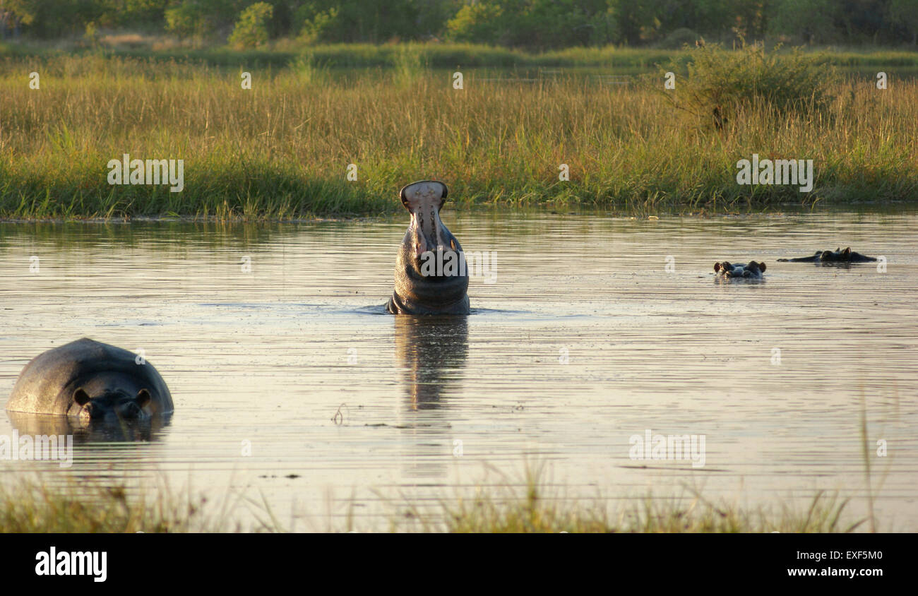 Gregge di Hioops in un fiume presso la Moremi Game Reserve in Botswana, Africa, al tempo di sera Foto Stock