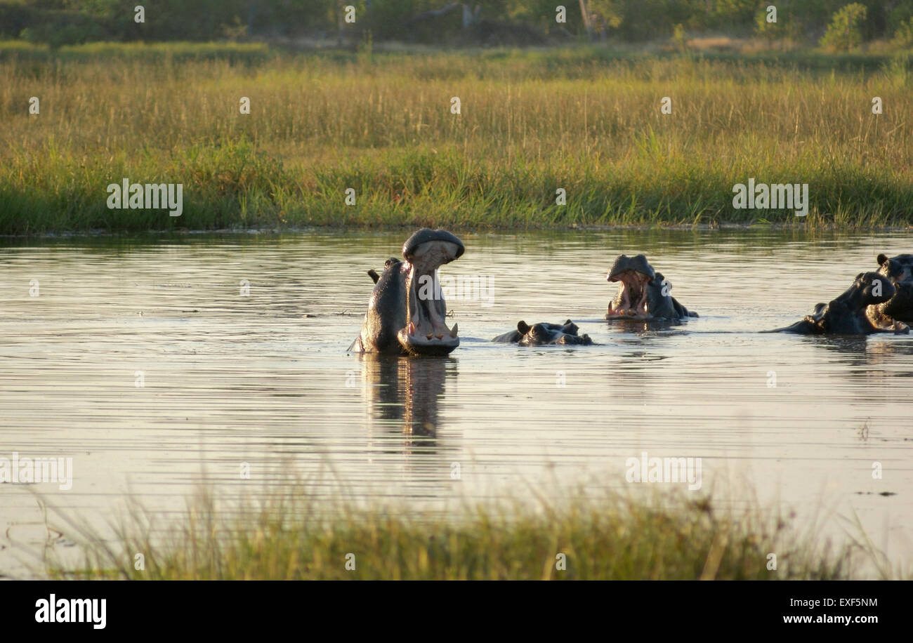 Gregge di Hioops in un fiume presso la Moremi Game Reserve in Botswana, Africa, al tempo di sera Foto Stock
