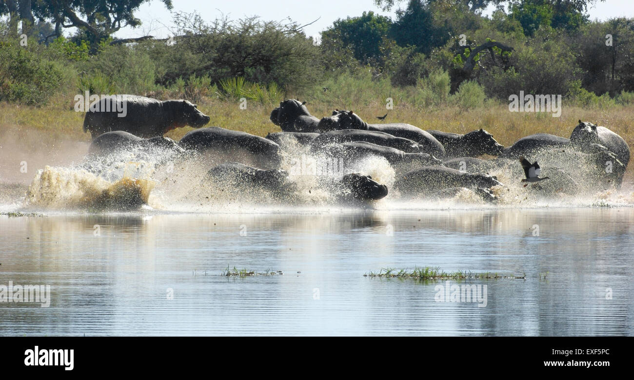 Gregge di Hioops in esecuzione in un fiume presso la Moremi Game Reserve in Botswana, Africa Foto Stock