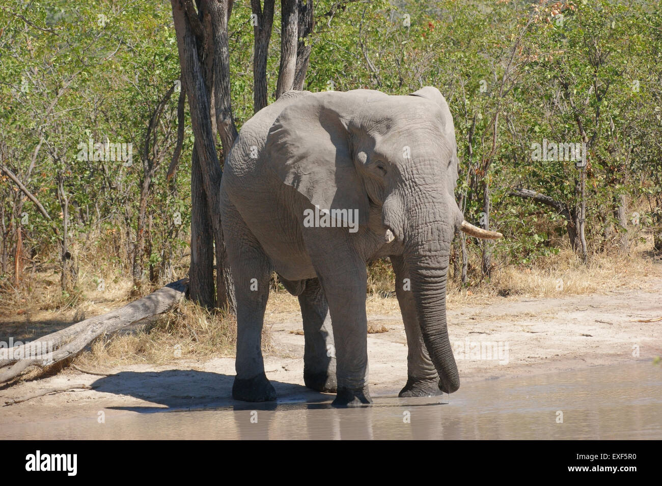 Elefante in corrispondenza di un foro di acqua nel Moremi Game Reserve in Botswana, Africa Foto Stock