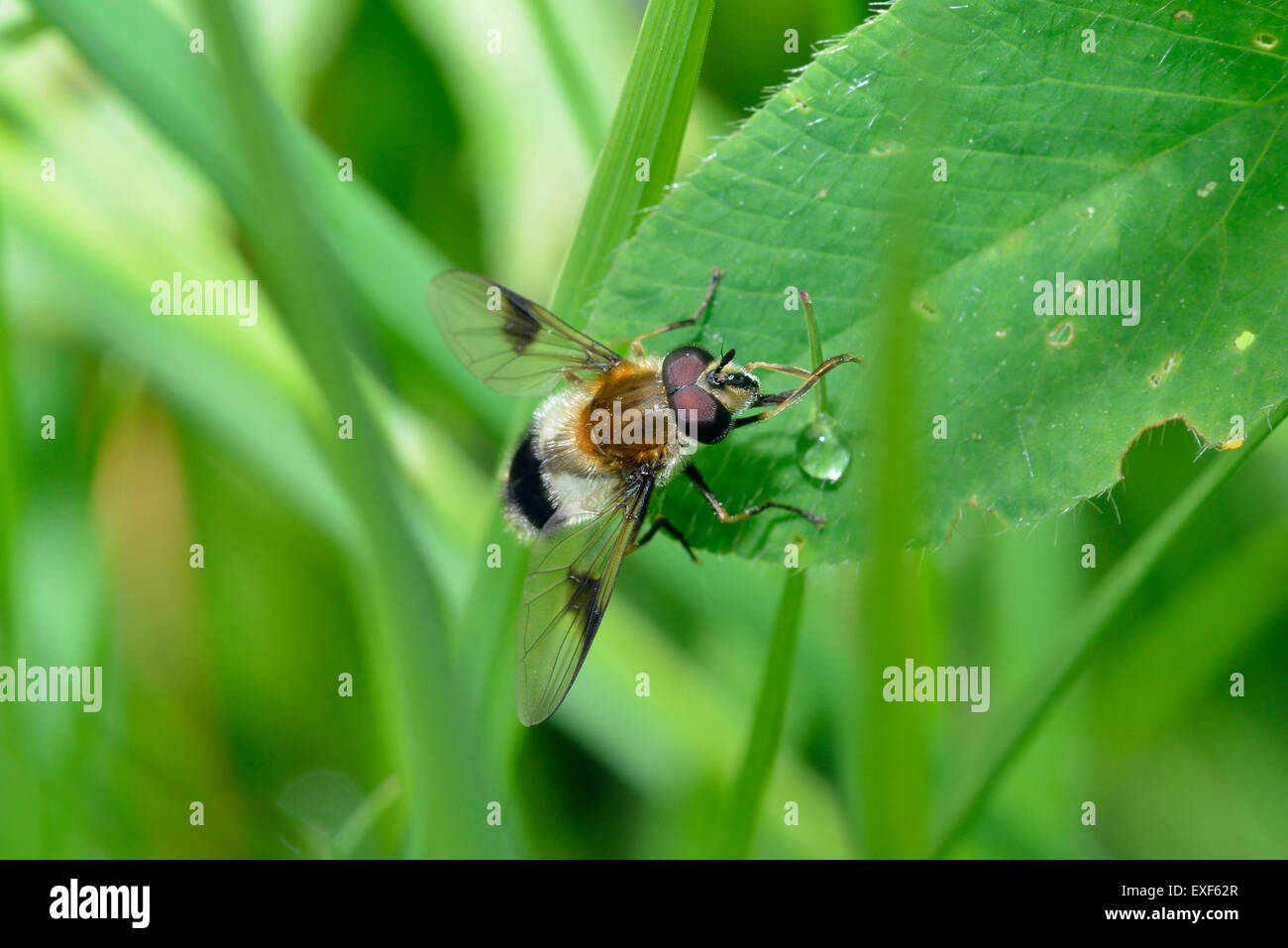 Hoverfly - Leucozona lucorum maschio in appoggio sulla lamina Foto Stock