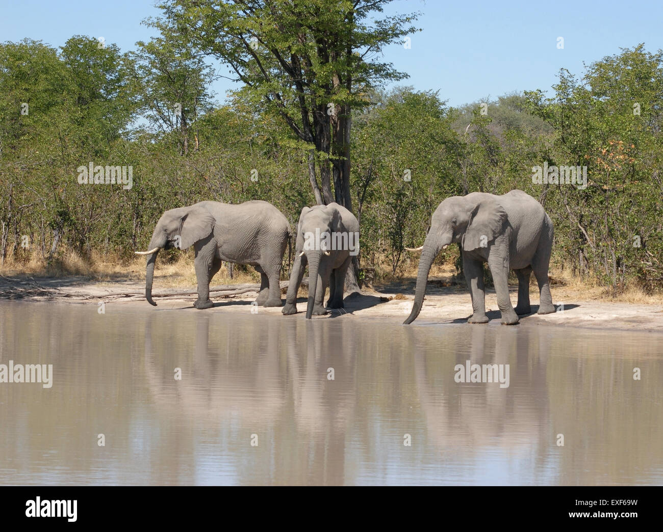 Gruppo di elefanti in corrispondenza di un foro di acqua nel Moremi Game Reserve in Botswana, Africa Foto Stock