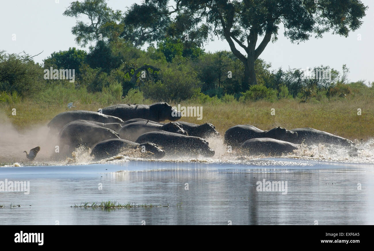 Gregge di Hioops in esecuzione in un fiume presso la Moremi Game Reserve in Botswana, Africa Foto Stock