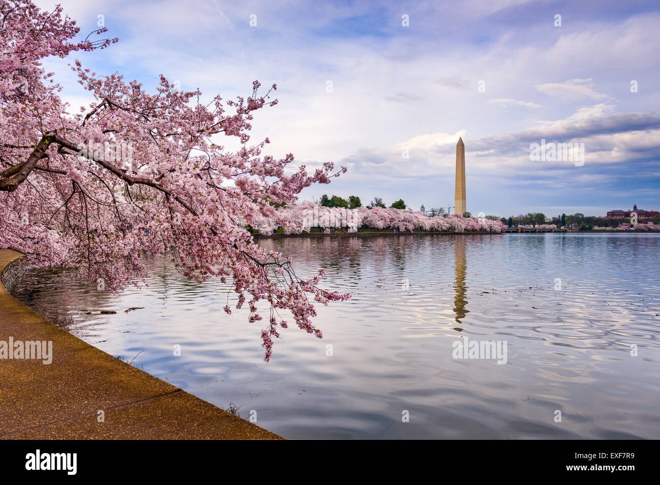 Washington DC, Stati Uniti d'America presso il bacino di marea con il Monumento a Washington nella stagione primaverile. Foto Stock