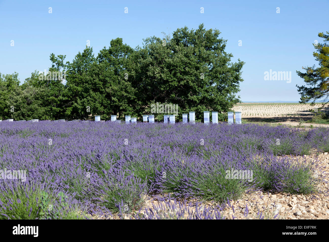 Un ibrido campo di lavanda e orticaria (Moustiers Sainte-Marie - Francia). Champ de lavandina et ruches près de Moustiers Sainte Marie Foto Stock